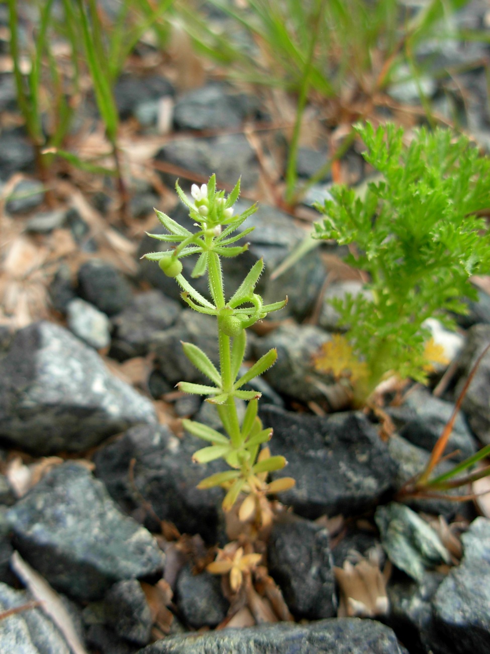 Galium tricornutum Dandy / Caglio coriandolino